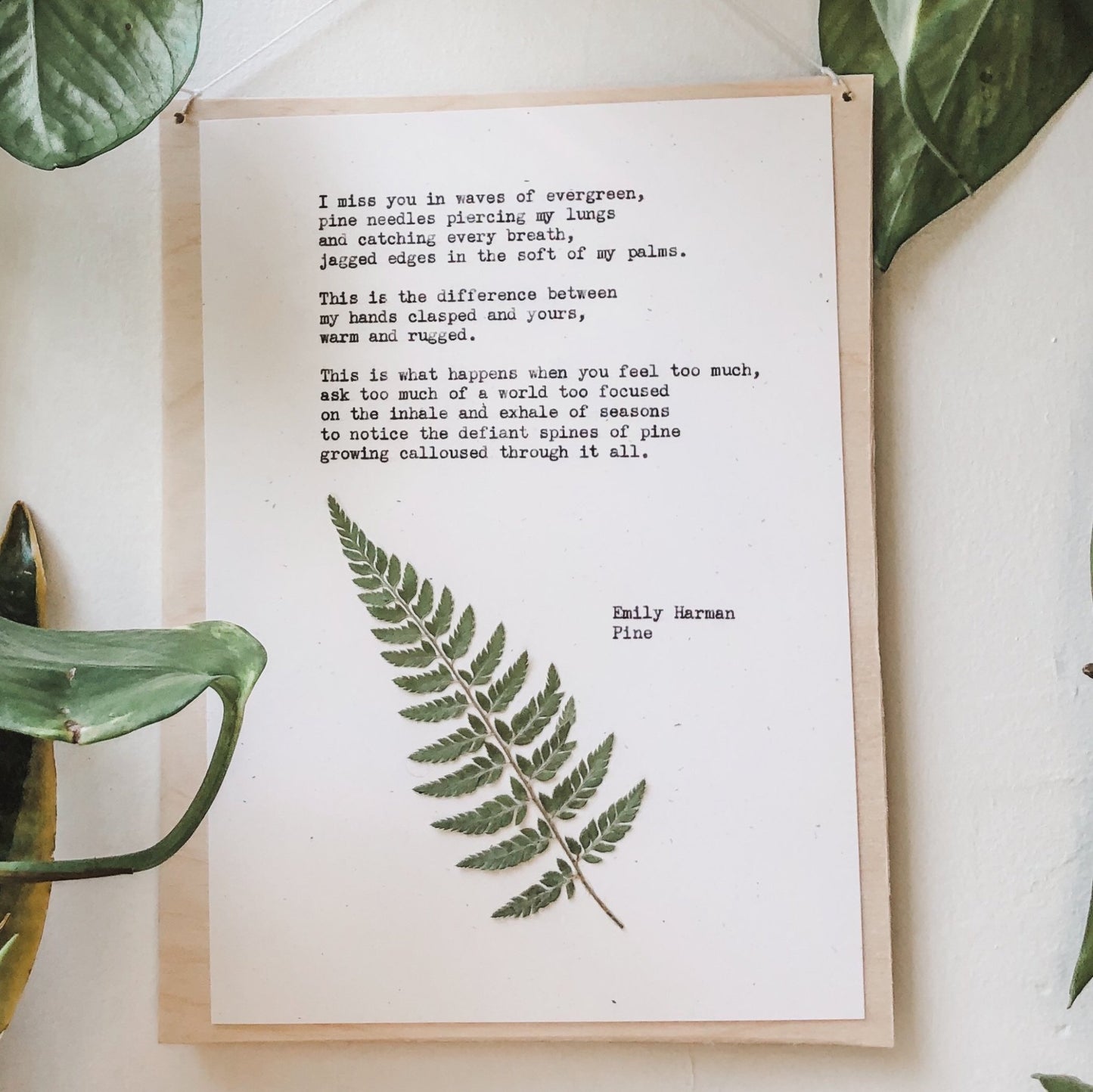 emily harman, pine