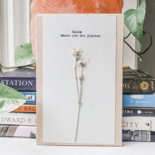 bloom where you are planted