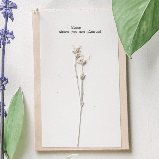 bloom where you are planted